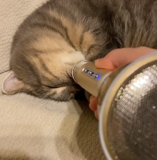 kitty_Snoring.png