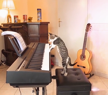 keyboard_cat.png