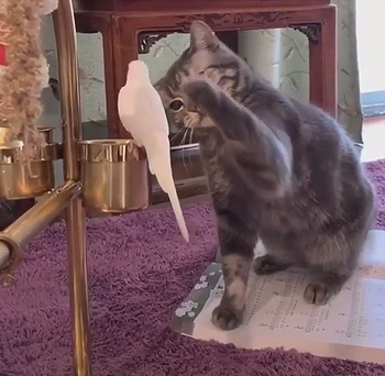 nice_birdie.png