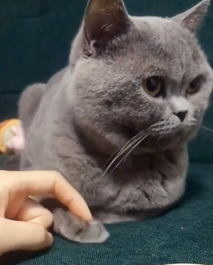 shake_hands.png
