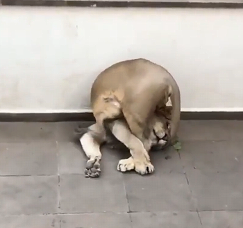 majestic_creature.png
