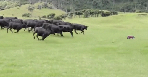 Curious_cows.png