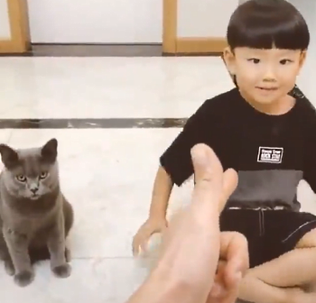 cat_acting.png
