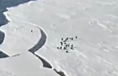 Penguins_Leap.png