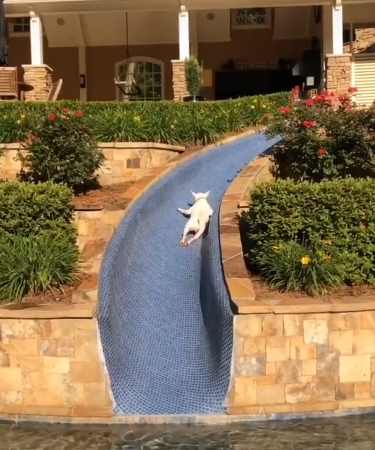 slide_doggo.png