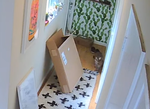 Curious_Cat_Gets_Stuck.png