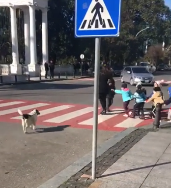 Overprotective_stray_dog.png