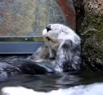 awww_yeah_squish.png