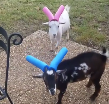 battle_of_the_pool_noodles.png