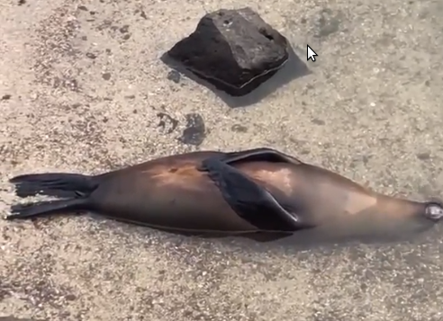 sealion.png