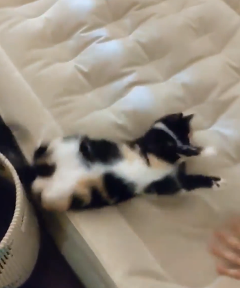 cat_air_mattress.png