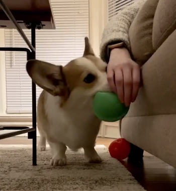fetch_hand.png