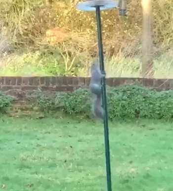 squirrels.png