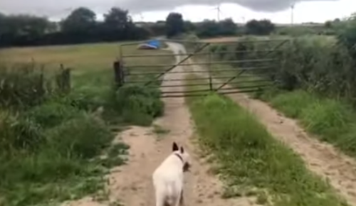 bull_terrier.png