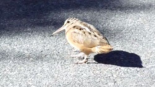 dancing_bird.png