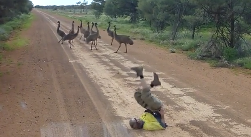 how_to_summom_emus.png