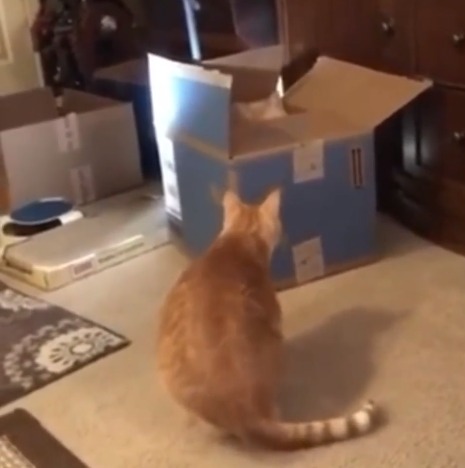 fight_cats.png