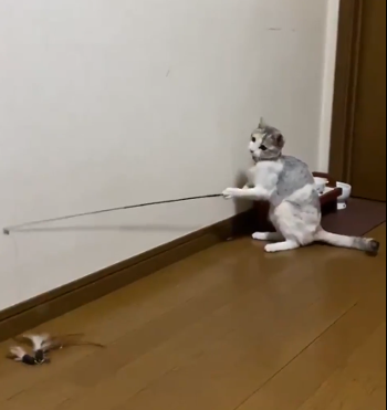 cat-ch.png