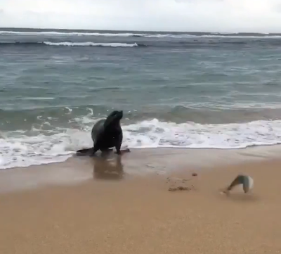 sea_lion.png