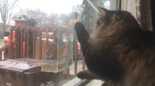 catch_bird.png