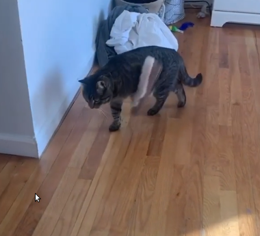 meeko_the_cool_cat.png