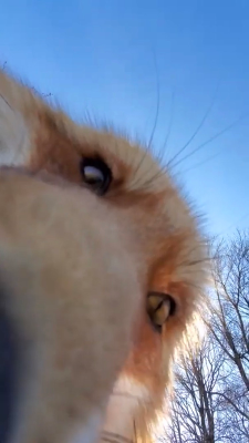 Fox_steals_a_phone.png