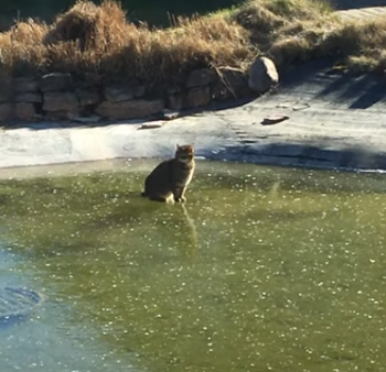 cat_trying_to_eat_fish.png