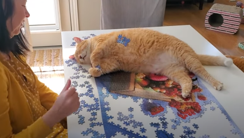 cat_help_his_owner.png