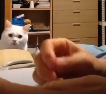 Cat_destroyed_his_favorite_toy.png