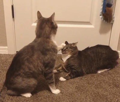 Cat_exorcism.png