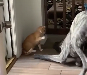 Cat_perfectly_executes_his_plan.png