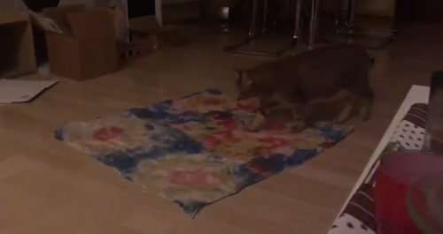 cat_being_a_cat.png