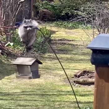 Raccoons_Athletic.png