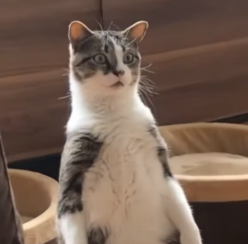 cat_staers_at_wall.png