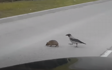 Hedgehog_to_Cross_the_Street.png