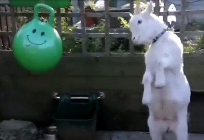 baby_goat_headbatt.png