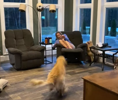 Golden_Retriever_Leaps_for_Attention.png