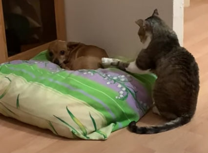 cat_wants_attention.png