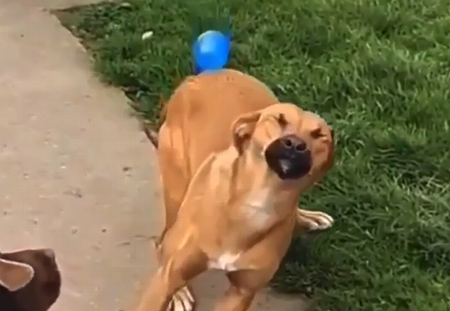 matrix_doggo.png