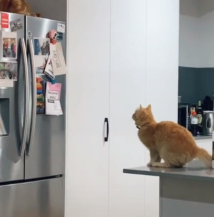 Simba_attempts_a_leap_of.png