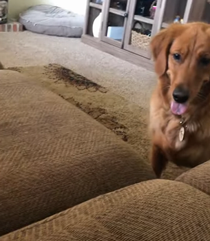 Ball_Chasing_Doggy.png