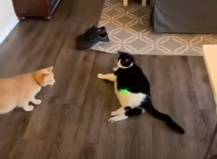 Smart_Kitty_Knows.png