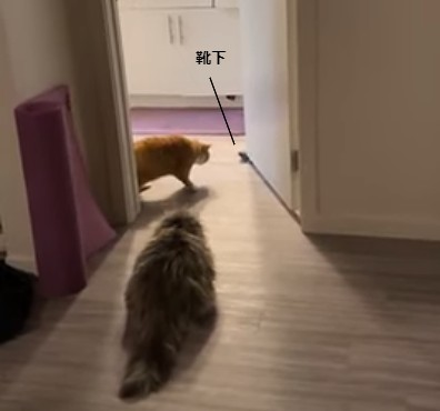 two_cats.png