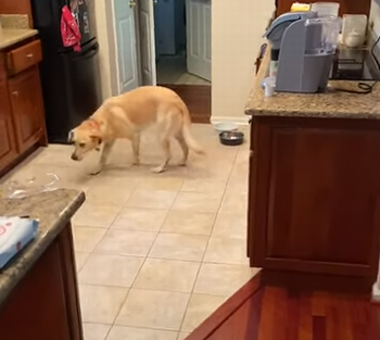 Dog_Scared_of_Floorboard.png