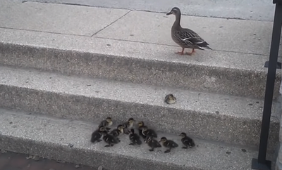mom_shows_duckings.png