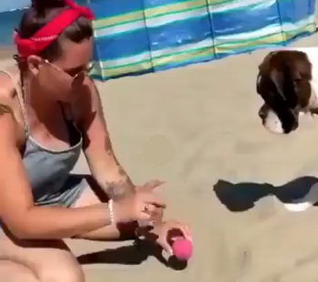 Dog_gets_bamboozled.png