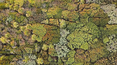 Forest_Therapy.png