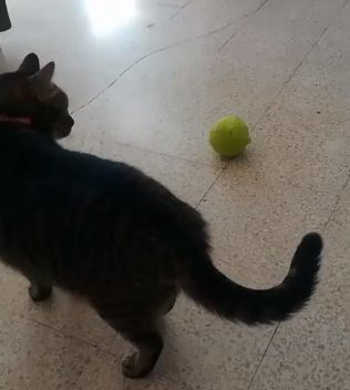 Tennis_balls_break_something.png