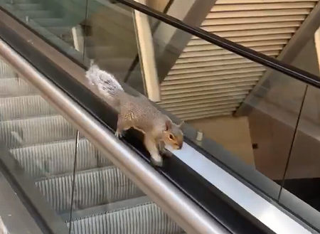 Sisyphus_Squirrel.png