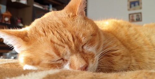 how_cats_sleep.png